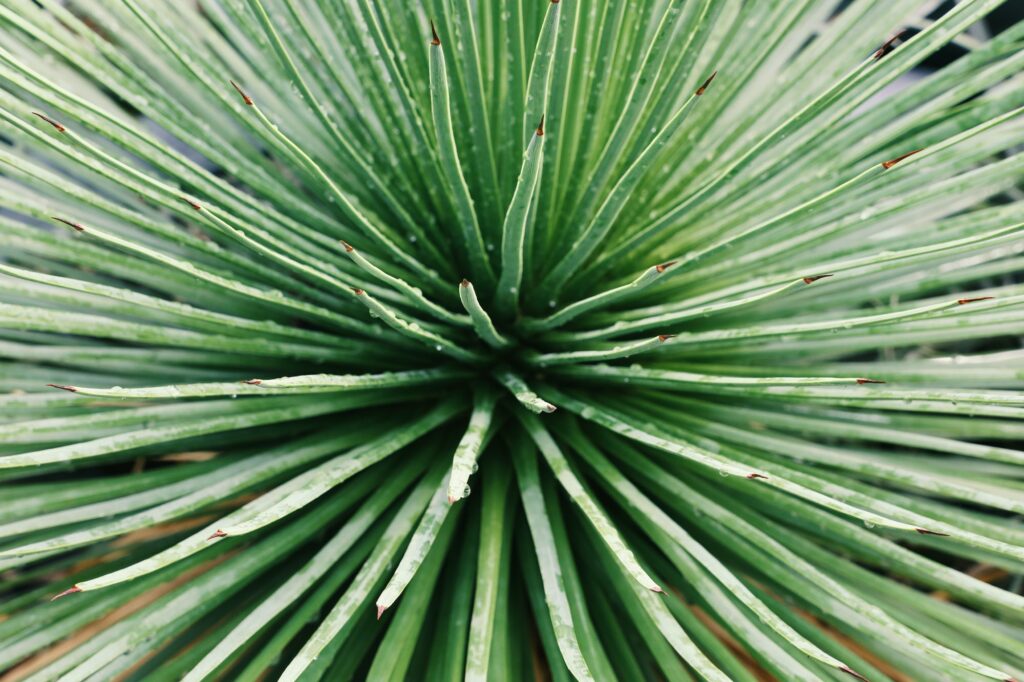 Green agave cactus plant close up nature background texture